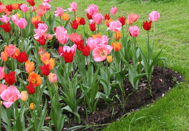 Special Garden, Bucuresti - Amenajare si ingrijire gradini